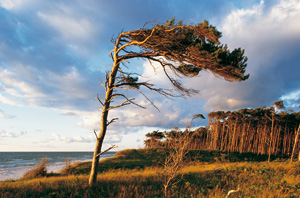 Fischland-Darß-Zingst, Weststrand mit windschiefer Flora